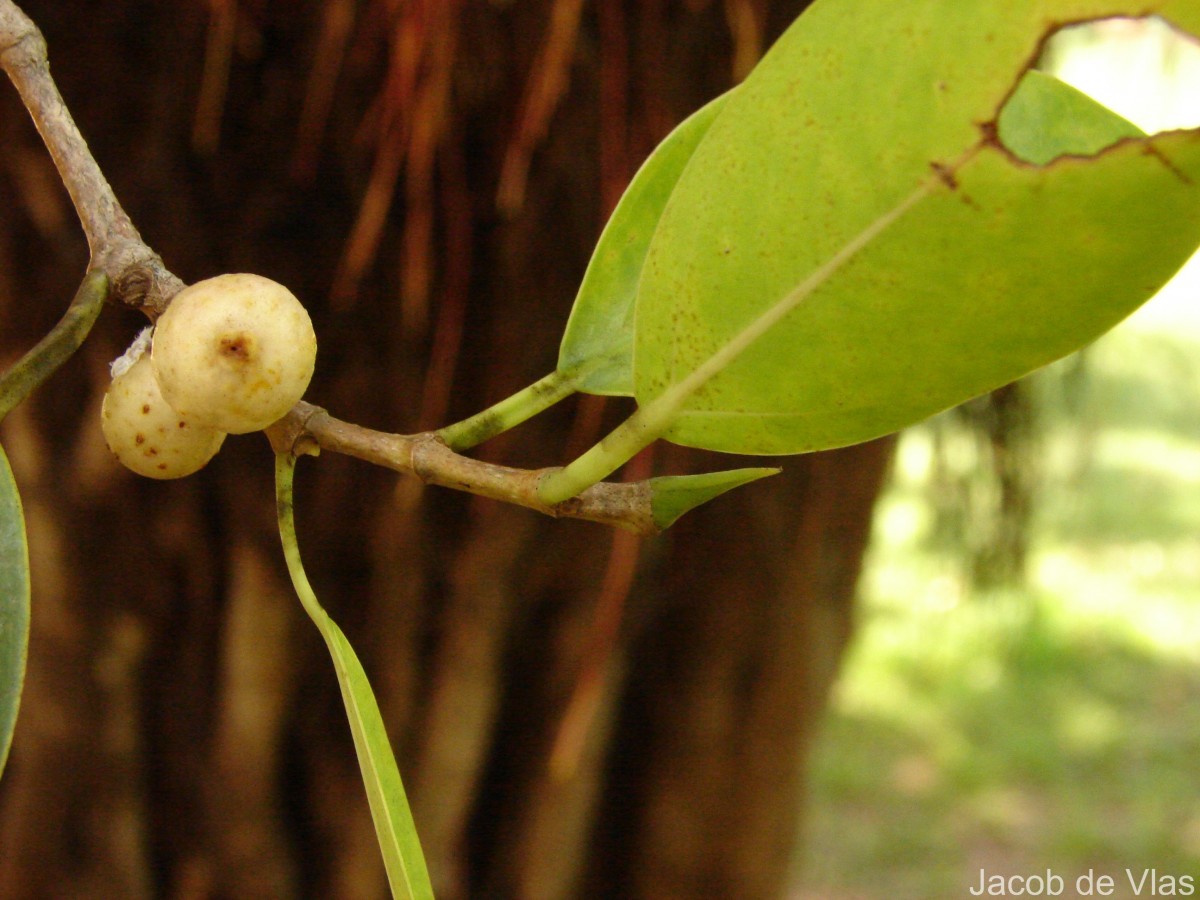 Ficus microcarpa L.f.